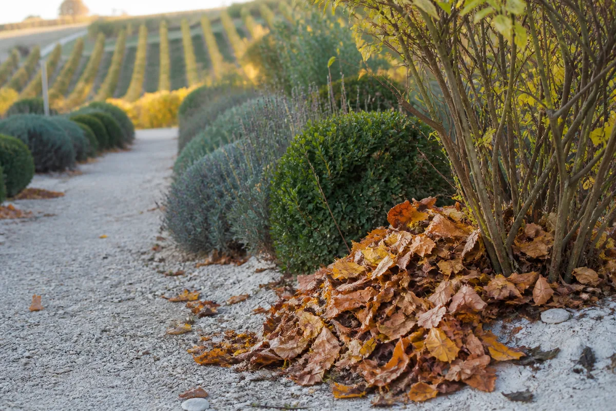 Feuilles mortes ramassées au pied d&rsquo;arbustes dans un jardin d&rsquo;automne